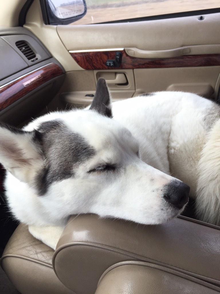 BofJWL's tweet photo. My sidekick. #mansbestfriend http://t.co/8qBJT4CASW