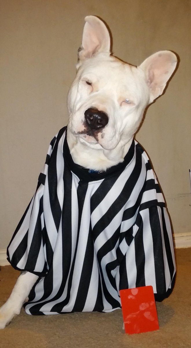 FBDRedCard's tweet image. I heard your mom likes cocktails, and dogs.  #RedCardforDogLovers #VodkaForDogLovers @TitosVodka @FantasyBarDraft