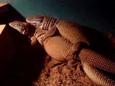 eacopen's tweet photo. @LizardPatrol http://t.co/S0D13NTex7