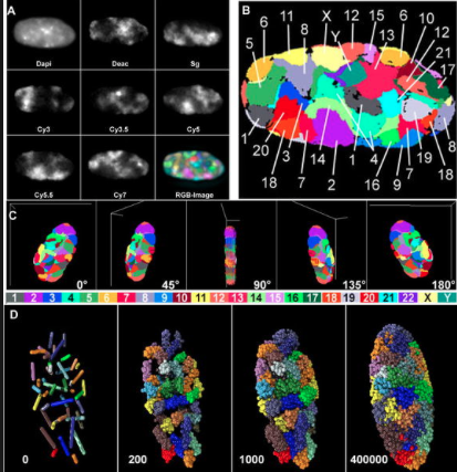 #tb to Dr.Skop's class! #cellvote101 3D Representation &amp; Classification of Chromosomes in Human G0 Fibroblast Nucleus