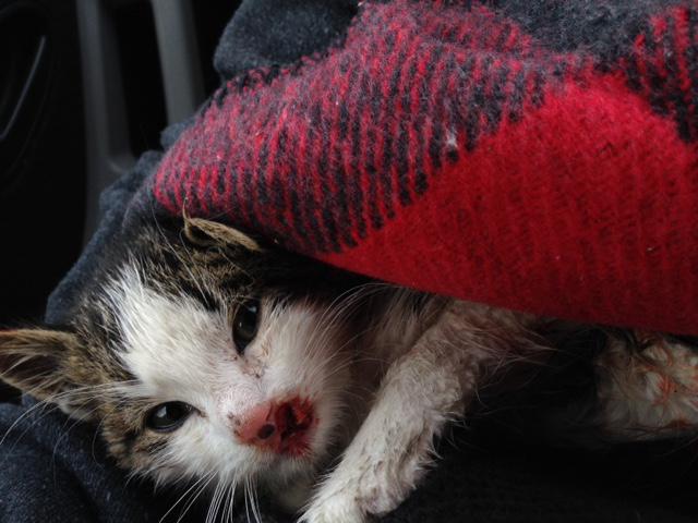 Kitten rescued from Highway 427 after being thrown from a vehicle on.thestar.com/1vzGQlq