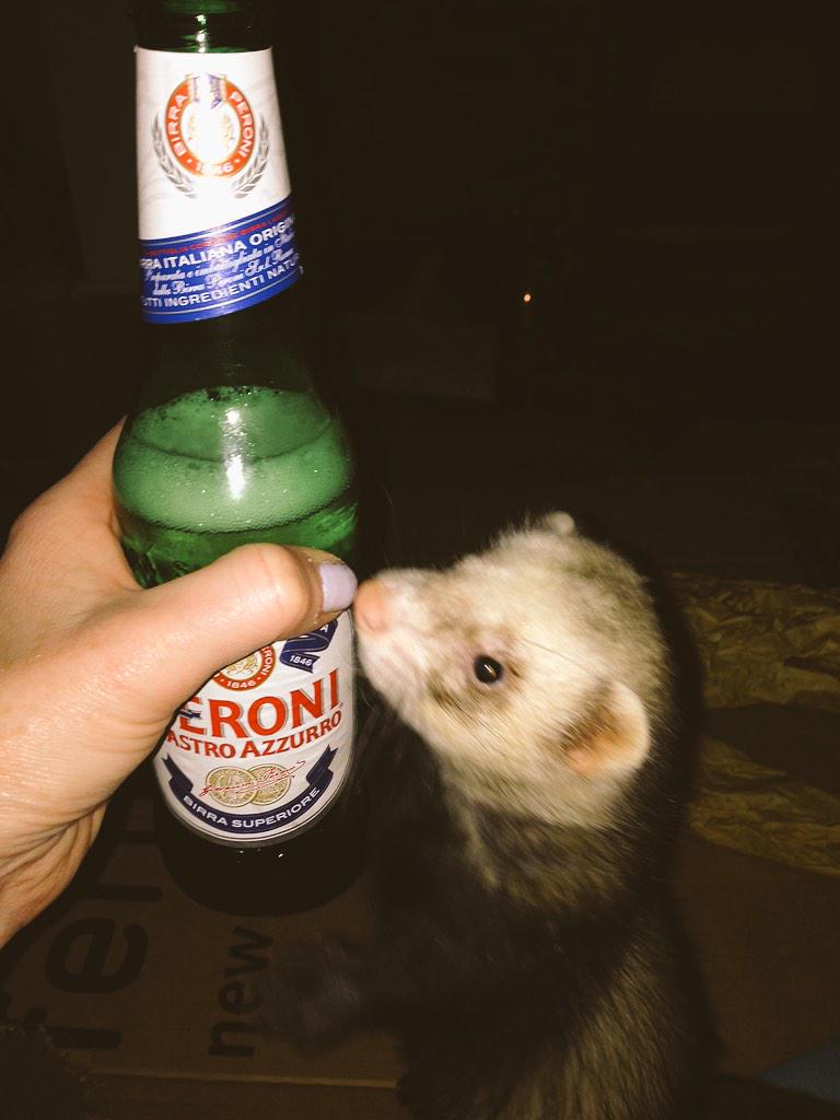 ferrettyferret's tweet photo. Oh my. Beer. Is it protein? I can have if its protein. http://t.co/KSW1GPvIBt
