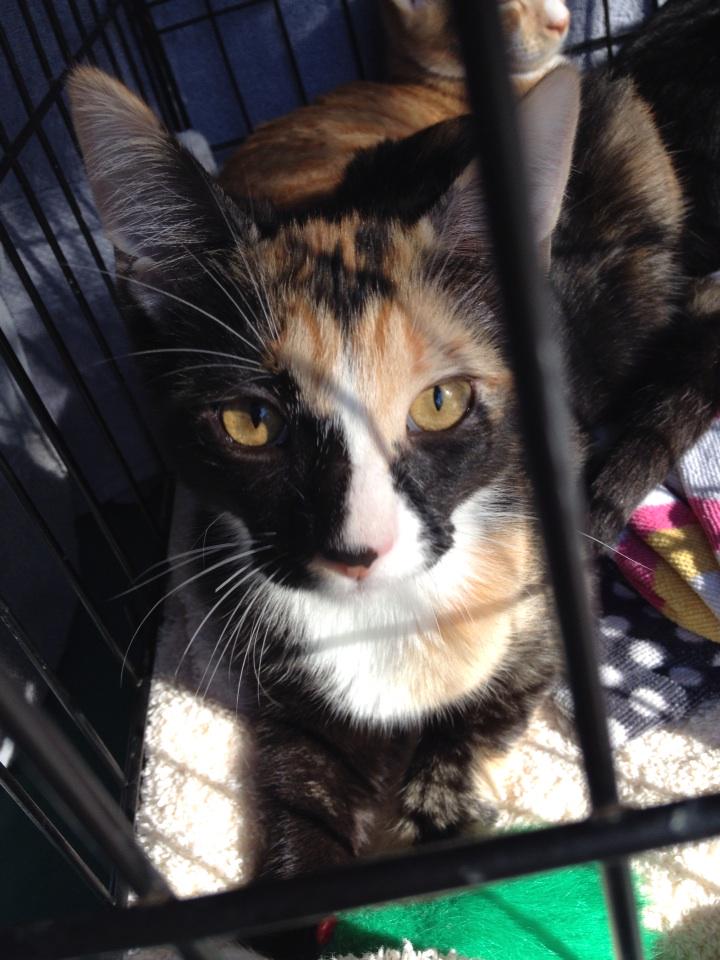 Natalia had fun at the market today. Now she just needs a home!