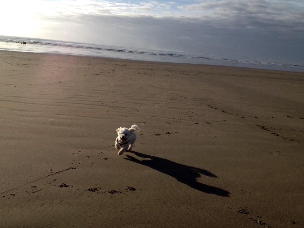 howellsgareth1's tweet photo. Rest bay this morning cleared the cobwebs - An action shot ..... http://t.co/LxLeovsfGc