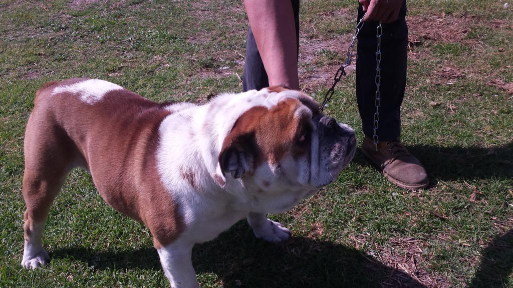 uzzidrums's tweet photo. Se le busca novia a este amiguito alguien interesado?? @CdSatelite http://t.co/whTAjtORMh