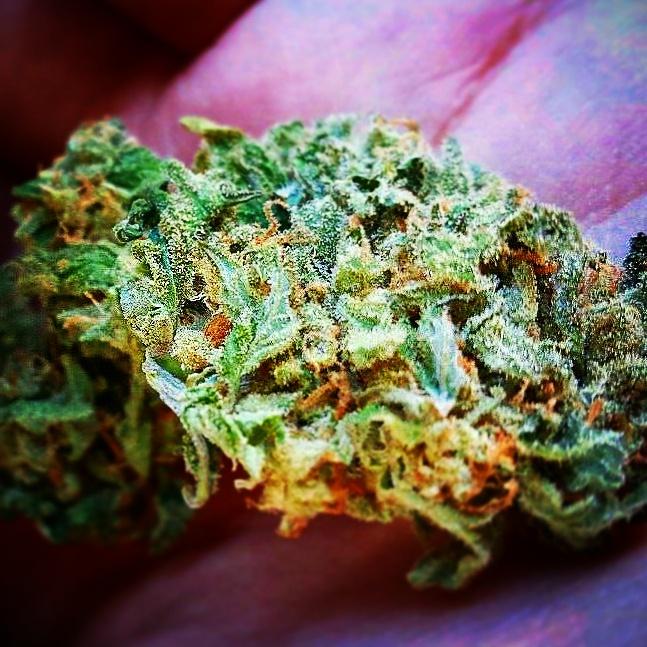 HempLifeStyles's tweet photo. If you bout it, then be about it. If you're on the fence step back take notes &amp; let the big dawgs play!!! ☝💚👌🔥💨😤 http://t.co/An6IDRO4bW