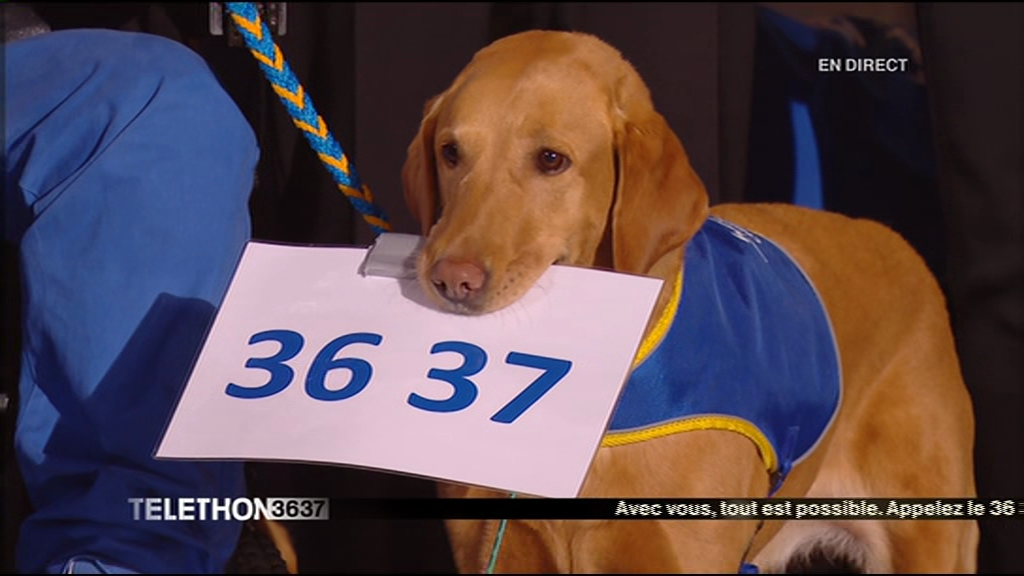 Telethon_France's tweet photo. Ce toutou sait ce que signifie la solidarité avec les malades... #3637 #woof http://t.co/W54AzGN9DZ #telethon2014 http://t.co/MMsEFCzJkE