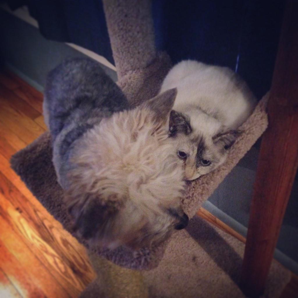 sfmaggiemae's tweet photo. What do you mean "cat tree?" Looks Maggie-sized to me! #dogsrulecatsdrool http://t.co/w7t9BFHkLa