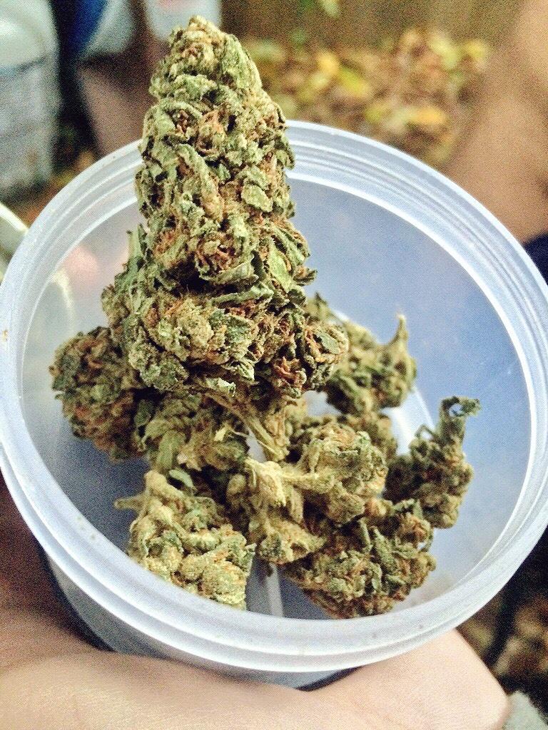 Potographers's tweet image. What actual Pineapple Express looks like #pineappleexpress thanks to my buddy @Adam_Buczek96