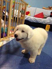 puppybilbao tweet picture