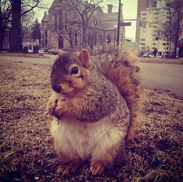 itsmonro's tweet photo. @MdotRdot this animal reminds me of u http://t.co/6kqIlagJ68
