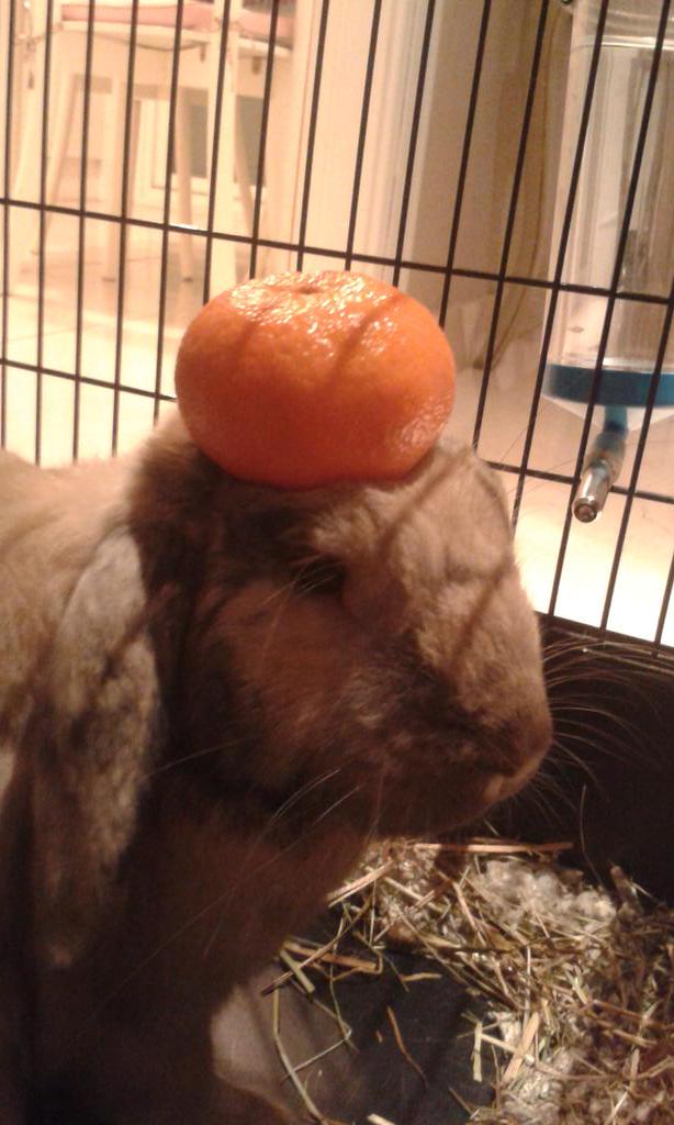 Clara_SanMartin's tweet photo. Lo siento, tenía que hacerlo. #StuffOnMyRabbit http://t.co/rUBWX5mxA5