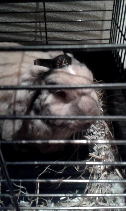 Clara_SanMartin's tweet photo. Lo siento, tenía que hacerlo. #StuffOnMyRabbit http://t.co/rUBWX5mxA5