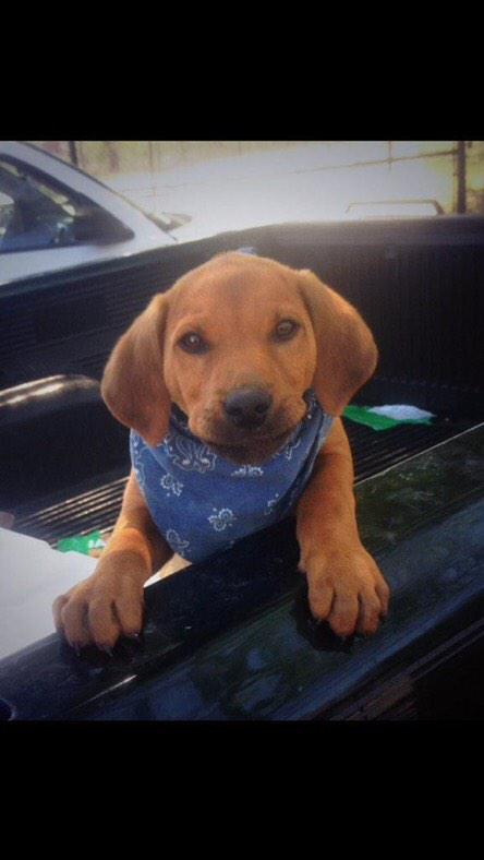 TexasHSchooldog's tweet photo. Riggins from Uvalde Highschool http://t.co/gmcytpKa7h