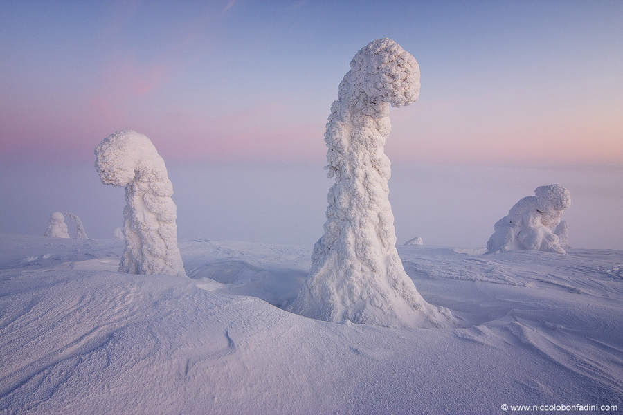 Weather_Beauty's tweet photo. Amazing Snow and Ice covered trees in Finland http://t.co/tr6B32GOqY