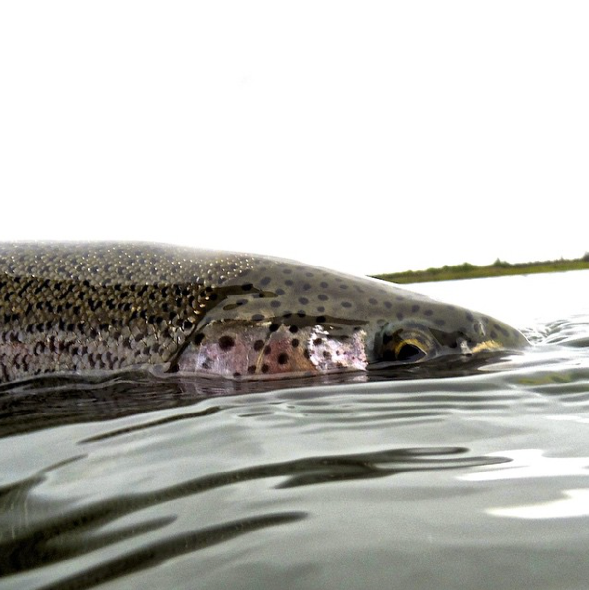 AnglersAlibi's tweet photo. More and more big bows being caught in #tidewater #lowerRiver #AlagnakRiver
Come and #getyasome! http://t.co/bTURFKhmJ7