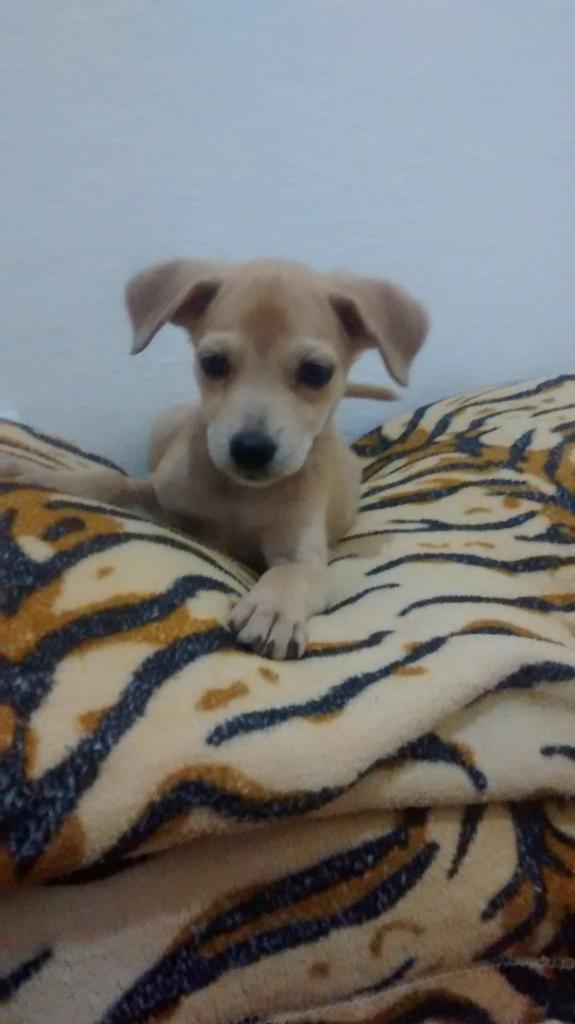 RodrigoNeto89's tweet image. Minha linda !!!