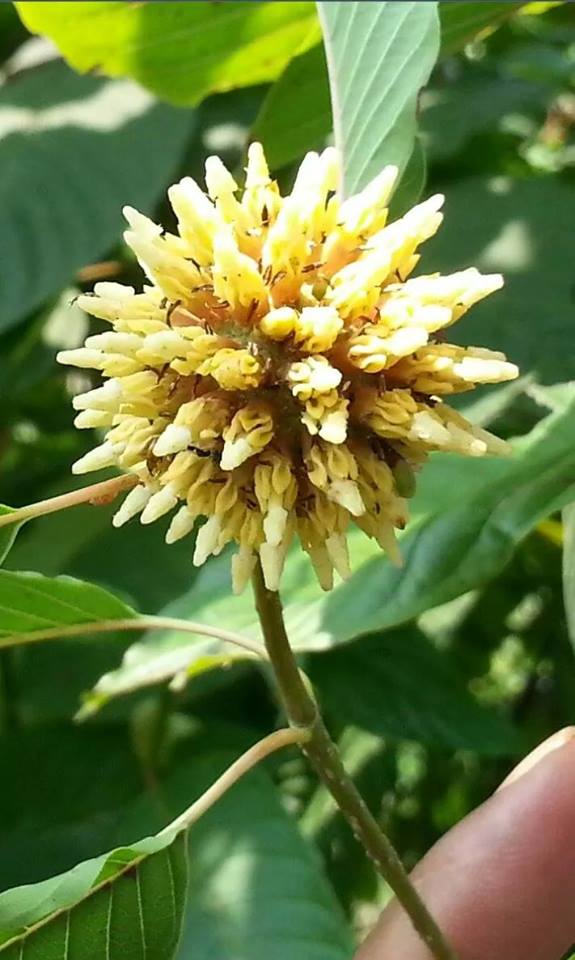 superiorkratom's tweet photo. kratom has beautiful flowers http://t.co/21tej1vD65