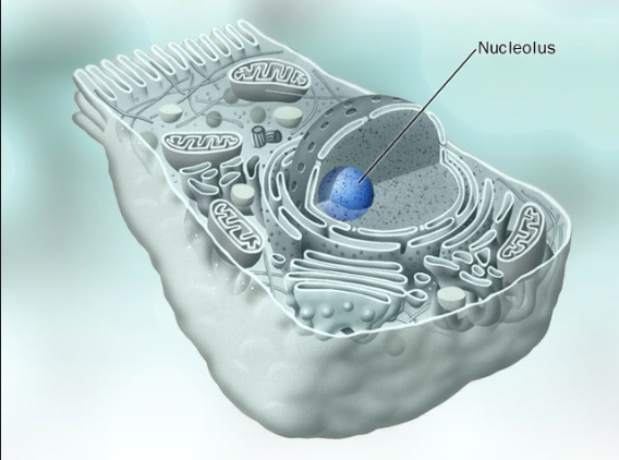 Nucleolus: a condensed region of chromatin made of ribonucleic acid &amp; proteins! #proteinsyntheis #life #cellvote101