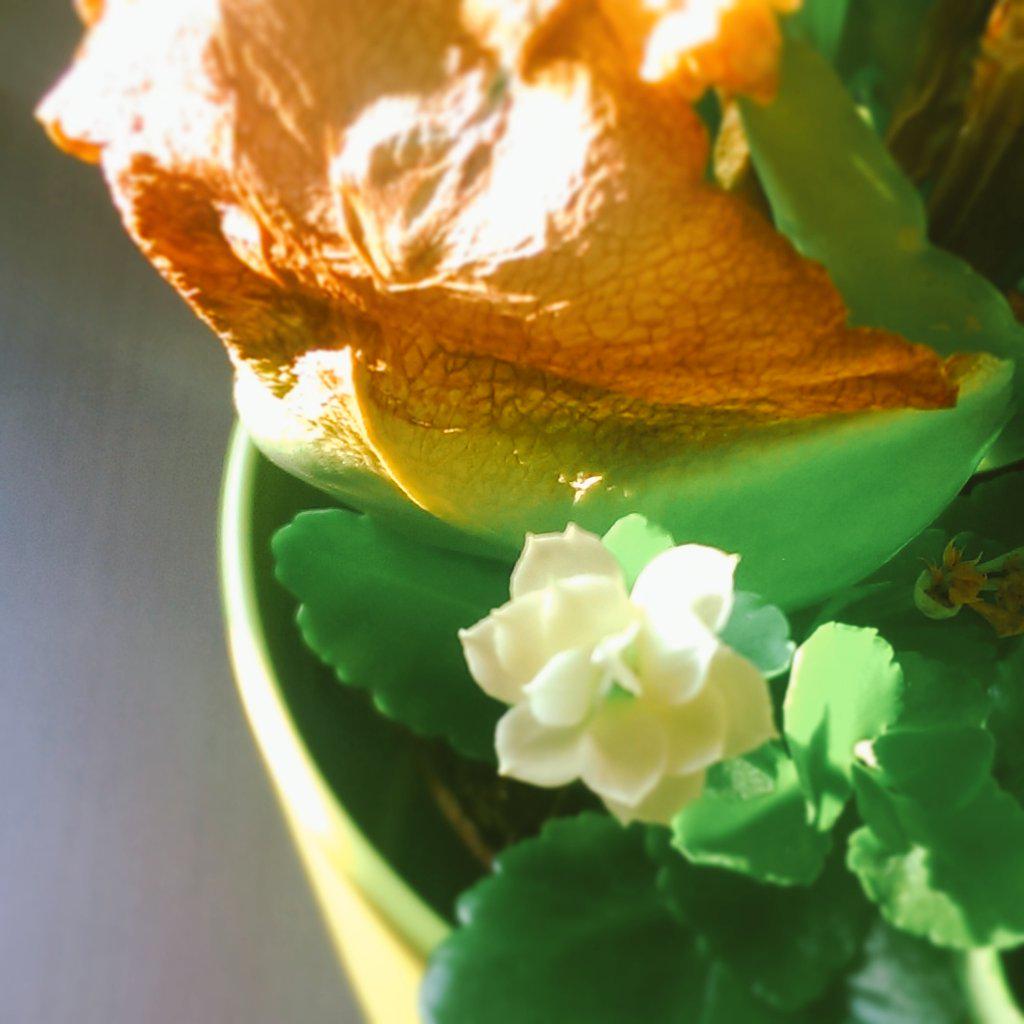 How cheerful it is to find a new-bloomed flower as all others have perished for several months in this winter time.😝