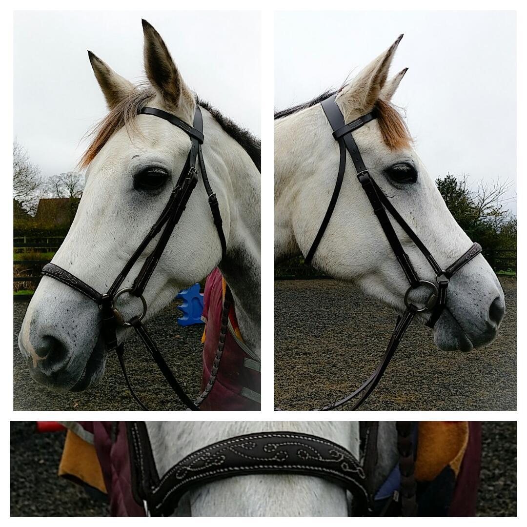 samcoulman's tweet photo. Bespoke Drop noseband bridle #handstitched http://t.co/zVe7fdn8wG