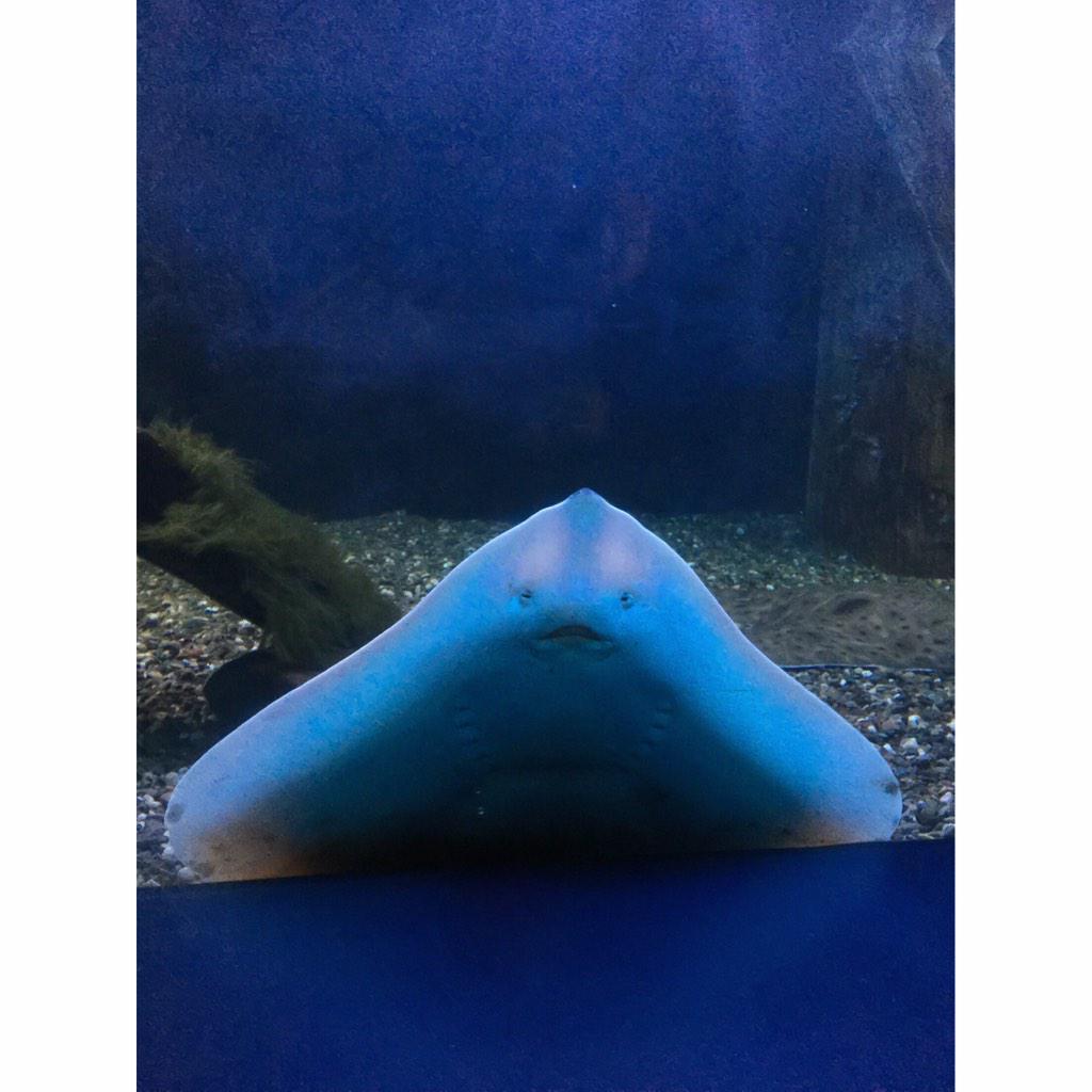 #aquariumduquebec #canada #quebec #quebeccity  #aquarium #stingray