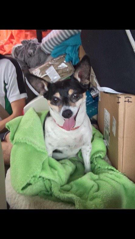 TexasHSchooldog's tweet photo. Her name is Cookie! http://t.co/k5q3c8Brvq