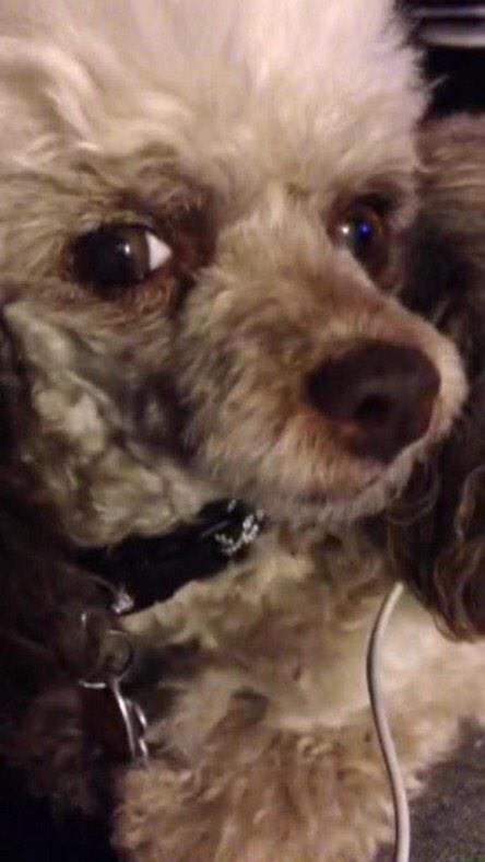 TexasHSchooldog's tweet photo. Her name is Cookie! http://t.co/6aJ8cUpI69