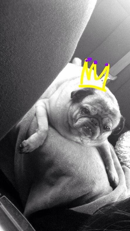 TexasHSchooldog's tweet photo. Bubba from North Hills 😍 http://t.co/wY5zoc0Ed7