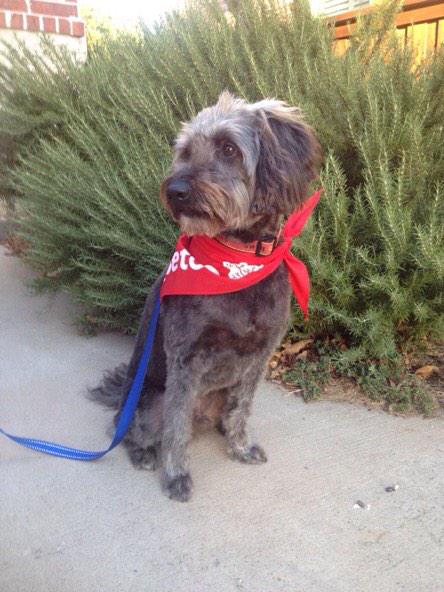 TexasHSchooldog's tweet photo. Baby kona grapevine http://t.co/AwGV6wOpPL