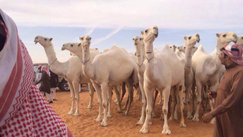 if557's tweet photo. من يزايد بني زآيد على الاول 
قصرر شاربه ما نأل مقصوده 👌
،
كفو يابو فهد 😎👏
عميق بن فهد الغييثات http://t.co/nClkbblleI