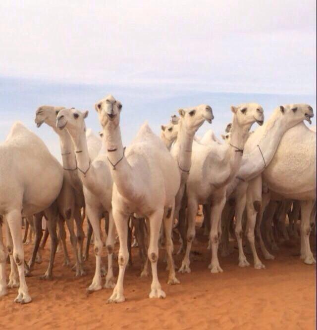 if557's tweet photo. من يزايد بني زآيد على الاول 
قصرر شاربه ما نأل مقصوده 👌
،
كفو يابو فهد 😎👏
عميق بن فهد الغييثات http://t.co/nClkbblleI