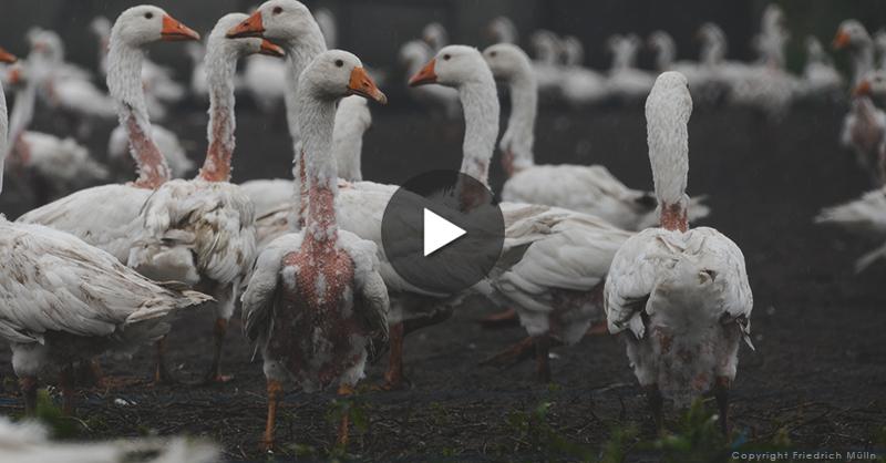 peta's tweet photo. NO #down pillow is worth THIS.

WATCH workers tear feathers from birds AS FAST AS THEY CAN: http://t.co/6Dcq7b51V6 http://t.co/Dh4Oa5t2JR