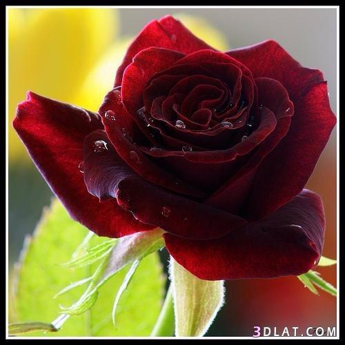 kiyas  (@sskiyas) on Twitter photo 