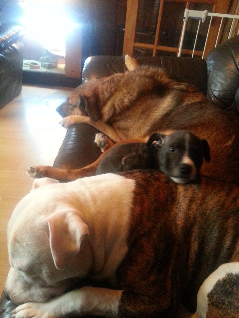 gillettgc's tweet photo. @SoppyStaffiesUK @staffybtuk Chevy, Marley &amp; Louis http://t.co/Fbowyn1chw