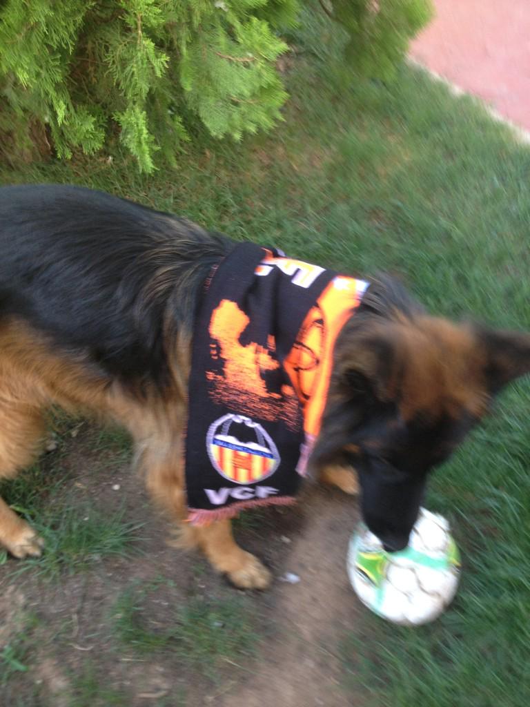 albertocolas's tweet photo. Si alguien ve a este perro por la zona de La Eliana, llamen aquí por favor, se llama COP 👉618471578/677754089 http://t.co/XEnzgc2Ykz