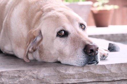 TexasHSchooldog's tweet photo. Nico from vandy!!¡ http://t.co/3vWrRrAos9