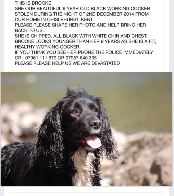 Carmag12's tweet image. Missing Cocker Spaniel