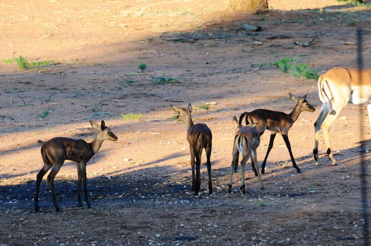 LodgeMurchison's tweet photo. 3 of 10 new Black Impala's just arrived. So blessed http://t.co/kKSSR4G754