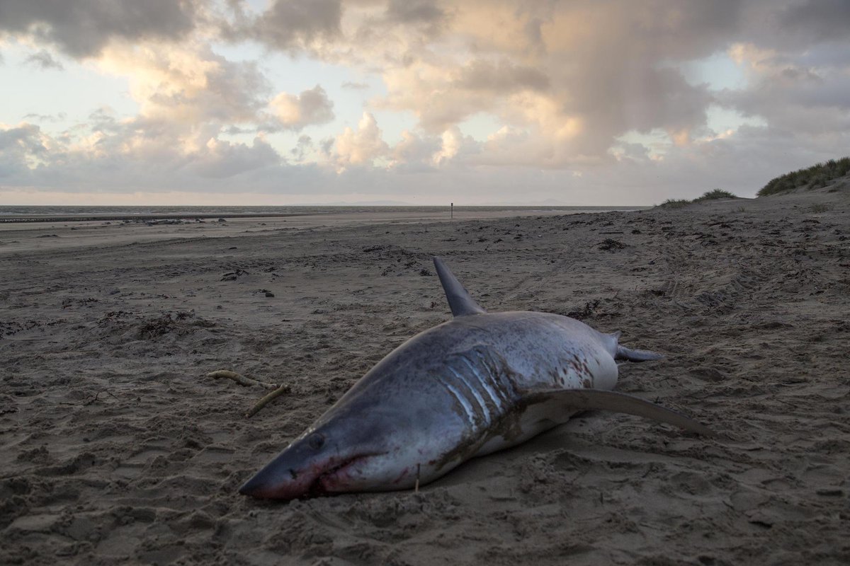 10ft-long Mako shark found washed up on north Wales beach itv.com/news/wales/201…