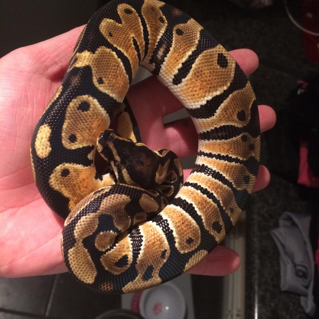 JBSReptiles's tweet image. Well Here Is Our New Guy! #OrangeDream #DreamProjects #JBSReptiles