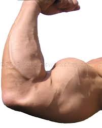 Muscle Growth Help tweet media