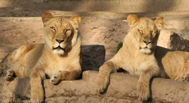 A3Noticias's tweet photo. Herido grave un hombre al entrar voluntariamente en el foso de los leones del Zoo de Barcelona http://t.co/1UGSvDGEuL http://t.co/TsCJidaUB0