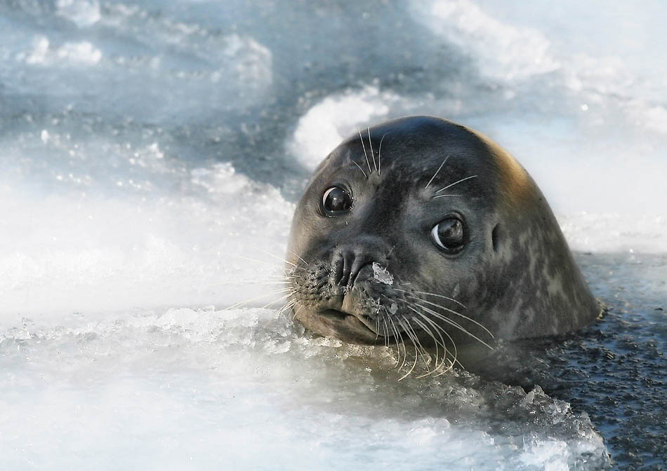 Permalien de l'image intégrée
