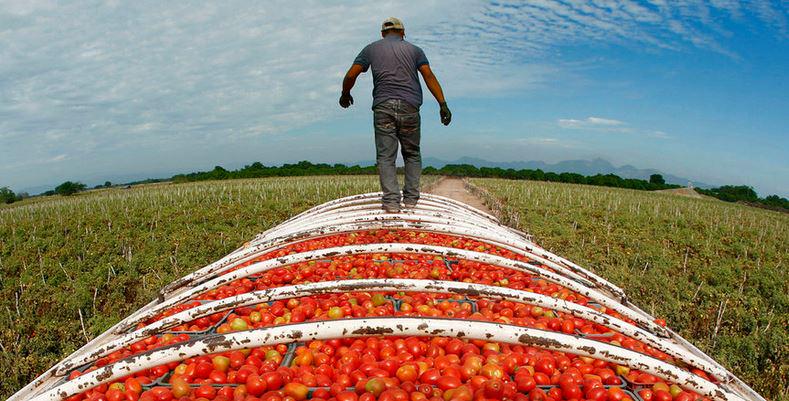 CivilEats's tweet image. Hardship on Mexico's farms, a bounty for U.S. tables bit.ly/1yY15sY @latimes series by @ricardin24
