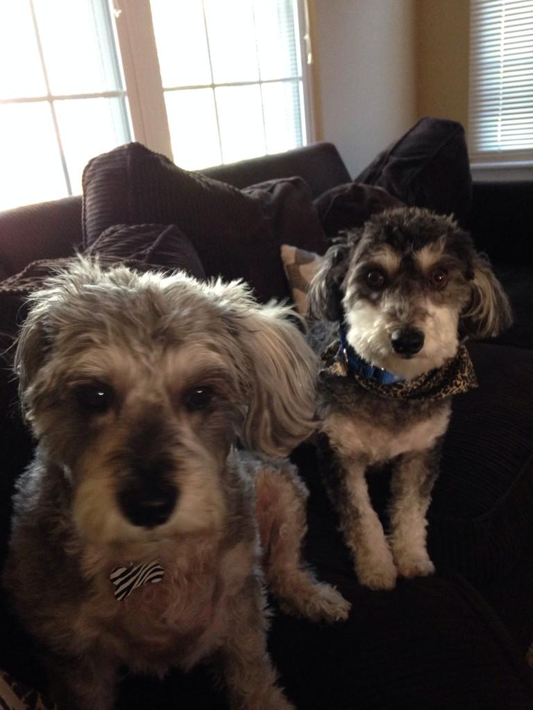 shanro317's tweet photo. @AmyFreeze7 #BigDogSunday Check out our crazy adorable Schnoodles! http://t.co/eb8CCzLJNX
