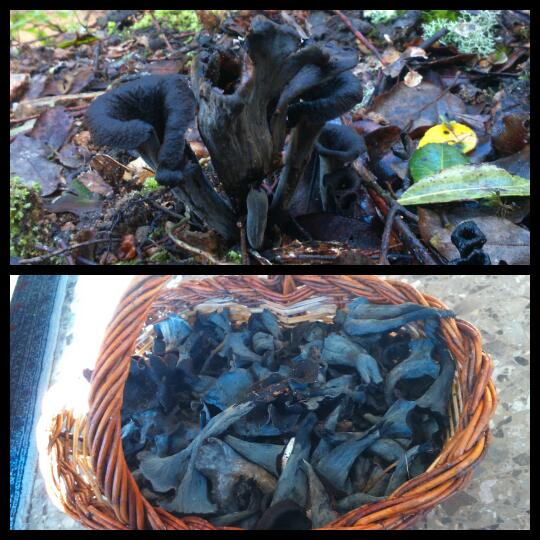 davidsanitjas's tweet photo. Trompetes de la mort... Un cistell bastant digne x ser desembre. #montseny #caçadorsdebolets http://t.co/YS4iEUdLpi