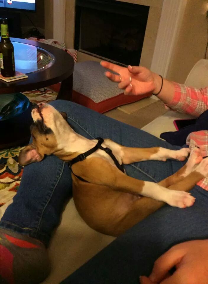 BoxerChronicles's tweet image. Knocked out!!! After an exciting day.