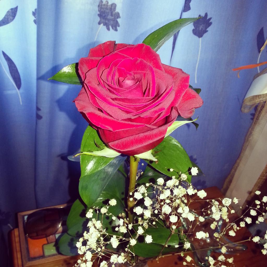 TriniGonzalez86's tweet photo. ★Gracias, porque a tu lado nunca me faltó una rosa que oler...★ TQM cabechota! @Guille_ld http://t.co/mX1Pt2bZMk