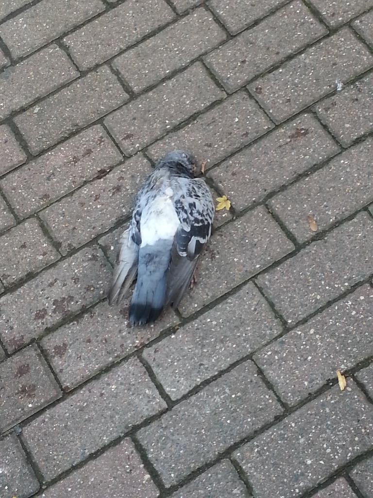 Guys I feel upset. Just walked past this. This is a hate crime. I'm sure of it. #birdsarepeopletoo